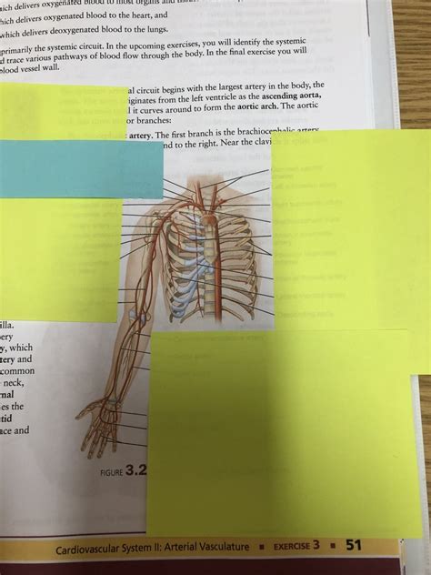 Bio Lab Arterial Vasculature Diagram Quizlet