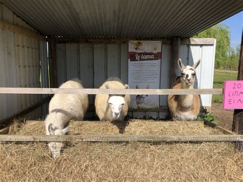 Animaux La Vente La Petite Ferme De Pouillon