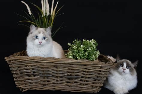 Elevage Ragdoll Loof Elevage Pacific Ocean Dans Le Vaucluse