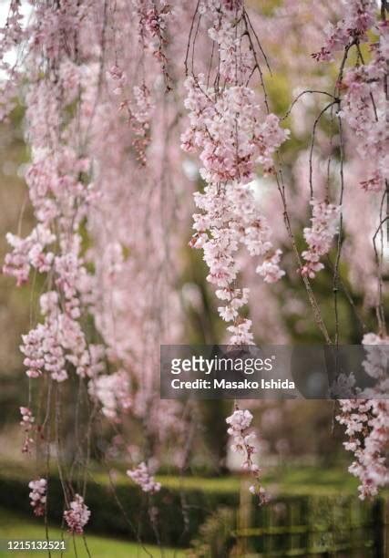 Weeping Cherry Blossom Tree Photos And Premium High Res Pictures