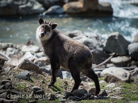 Japanese Serow Capricornis Crispus Ralfs Wildlife And Wild Places