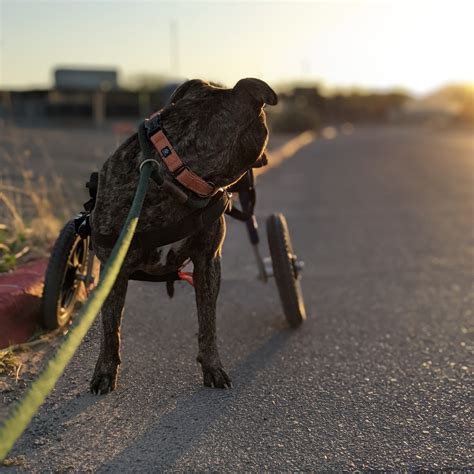 hotels in tucson that allow pets