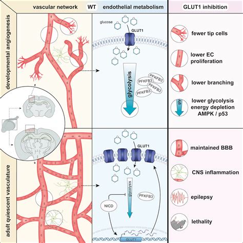 Role Of The GLUT1 Glucose Transporter In Postnatal CNS Angiogenesis And