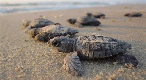 Imagem De Filhotes De Tartarugas Marinhas Em Praia Na Bahia Encanta A