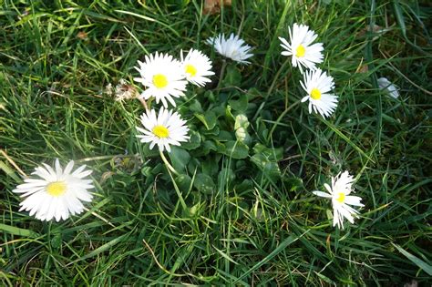 Daisies Meadow Grass White Free Photo On Pixabay Pixabay