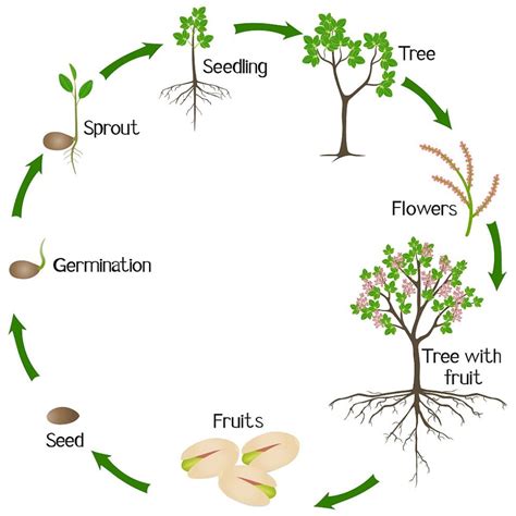 Fertilisant naturel déterminer et utiliser un bon fertilisant au jardin