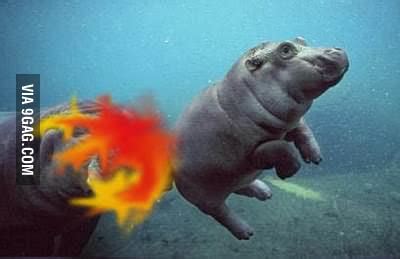 Googled hippo fart - 9GAG