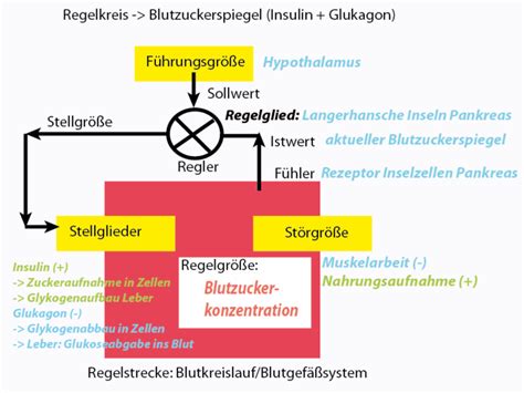 Beispiel Regelkreis Blutzuckerspiegel Online Kurse