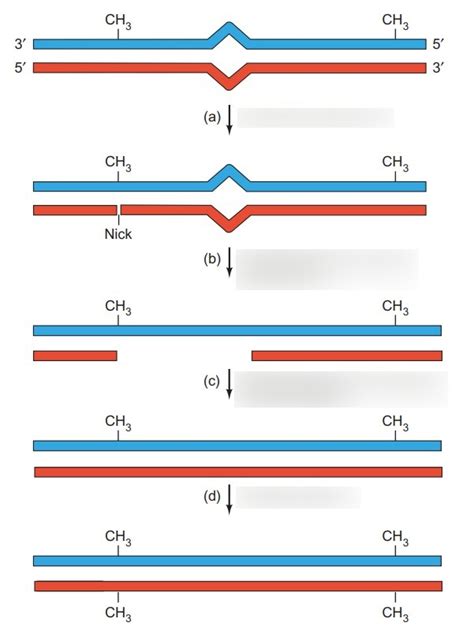 Exam 2 Mismatch Repair In E Coli Diagram Quizlet