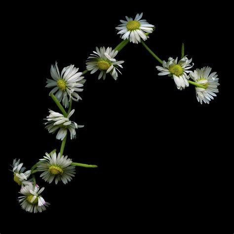 Daisy Chain by Photograph By Magda Indigo