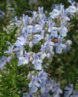 Rosmarinus Officinalis Prostratus Group Trailing Rosemary Information