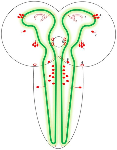 The drawing shows the two hemispheres and the ventral nerve cord. The ...