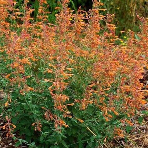 Agastache Navajo Sunset Agastache Aurantiaca 20 Flower Seeds EBay