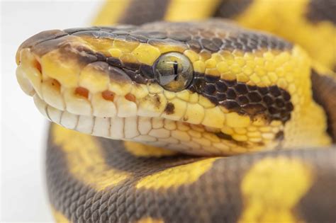 Yellow Belly Ball Python Yellow Belly Ball Python Animal Facts Python