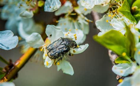 kever gratis stock fotos rgbstock gratis afbeeldingen
