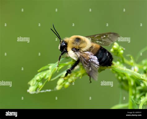 A Brown Belted Bumblebee Bombus Griseocollis Rests On A Leaf Closeup