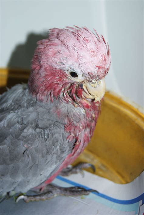 Bird Vet Perth & Melbourne (Chicken, Parrots Etc.) | The Unusual Pet Vets