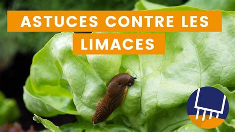 8 astuces pour éloigner les limaces et escargots du potager YouTube