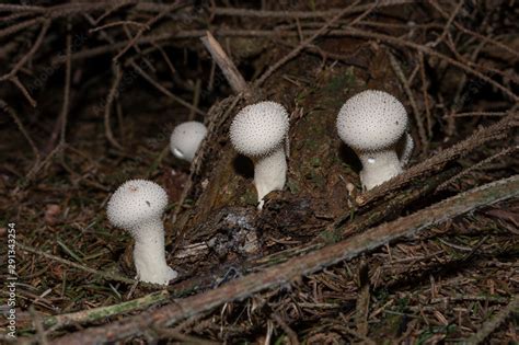 Lycoperdon Perlatum Popularly Known As The Common Puffball Warted