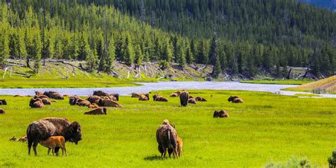 Surprising Facts About Yellowstone National Park | Via