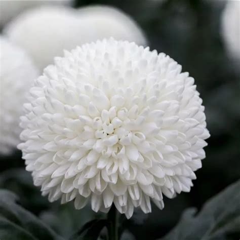 Chrysanthemum Indicum Ping Pong Super Schnitt Chrysantheme