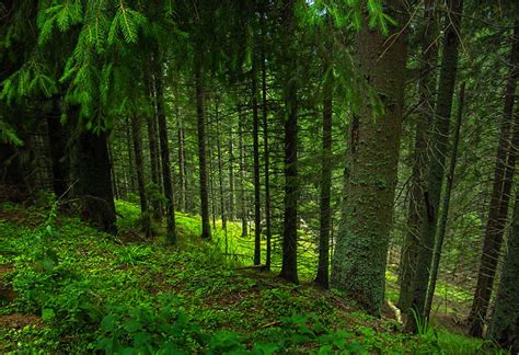 Fondos de pantalla luz de sol paisaje naturaleza césped