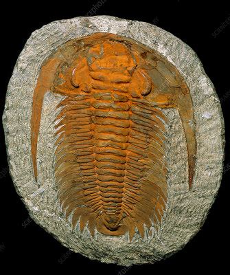 Trilobite Fossil Stock Image E442 0507 Science Photo Library