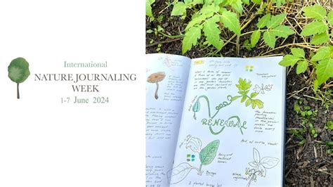 International Nature Journaling Week 2024 Next Steps YouTube