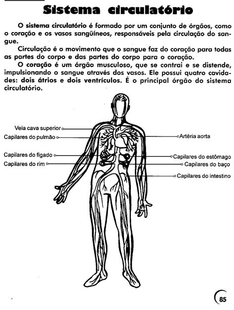 Jornal Ponto Atividades Corpo Humano Anos