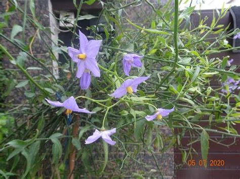 Plants Of Lahore Pakistan Solanum Crispum Glasnevin