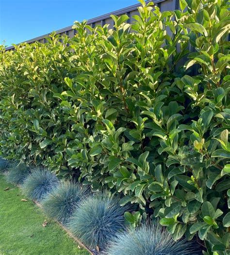 Diy Landscaping Resources Australia On Instagram Plant Of The Week 🌿 Our Favourite Hedging