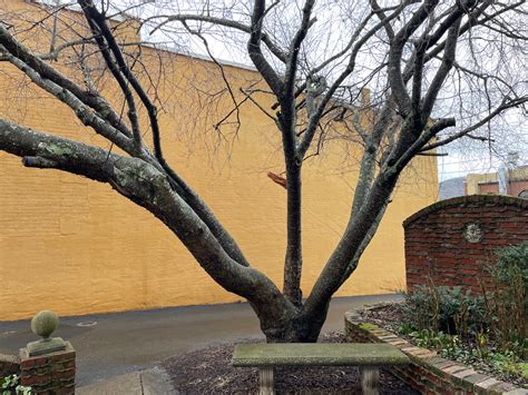 When I was 69: Blooms and promise of blooms