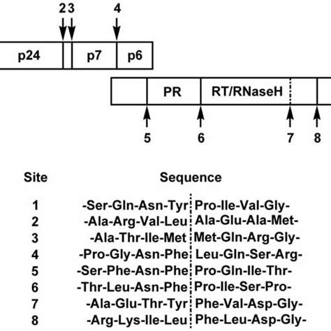 PDF Current Development On HIV 1 Protease Inhibitors