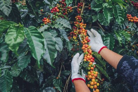 Coffee Tree with Coffee Beans on Coffee Plantation,How To Harvest ...