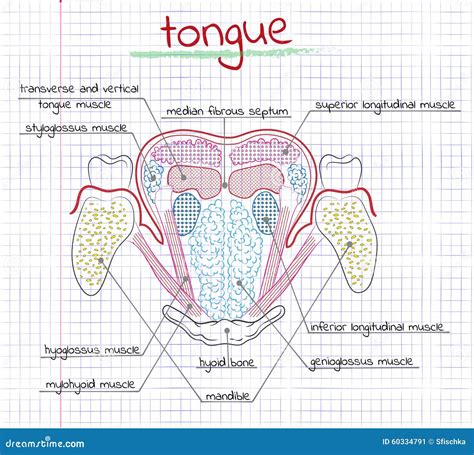 Illustratie Van De Structuur Menselijke Tong Vector Illustratie