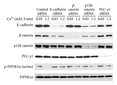 Knockdown Of E Cadherincatenins Or Plc γ1 Blocks Calcium Induced Download Scientific Diagram