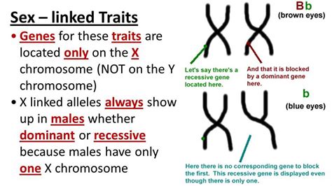 Unraveling the Mysteries of Human Genetic Traits: In-Depth Lab Answers Revealed