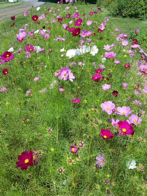 Cosmos Bipinnatus Sensation Mix