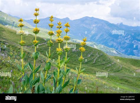 gentiana lutea  great yellow gentian   species  gentian