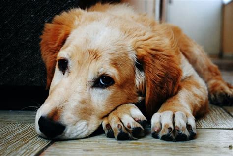 Cachorro Vomitando Amarelo O Que Pode Ser Petplay