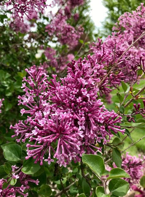 Dwarf Korean Lilac On A Standard