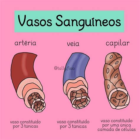 Quais São Os Vasos Sanguíneos - 9