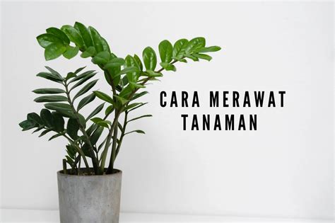 Cara Merawat Tanaman Agar Tumbuh Subur Lakukan Cara Ini