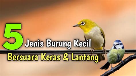 5 Jenis Burung Kecil Bersuara Keras Dan Lantang YouTube