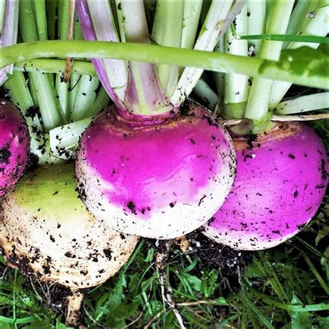 TomorrowSeeds Purple Top Turnip Seeds 500 Count Packet American