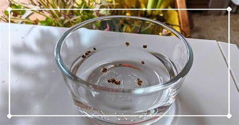soak seeds  water  planting