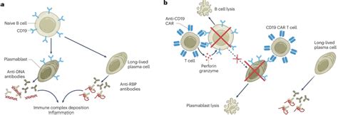 Car T Therapy From Cancer To Autoimmune Disease The Lupus Example William A Haseltine Phd