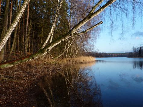 Darmowe Zdj Cia Siedlisko Odbicie Natura Drzewo Zjawisko