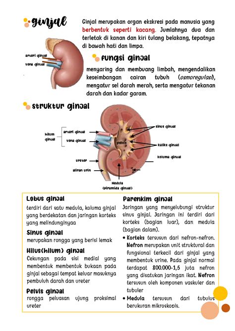 SOLUTION Catatan Biologi Sistem Ekskresi Pada Manusia Studypool