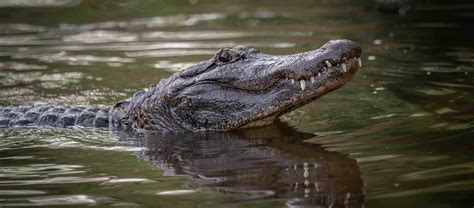 Alligator VS Crocodile: What's The Difference? - Facts.net